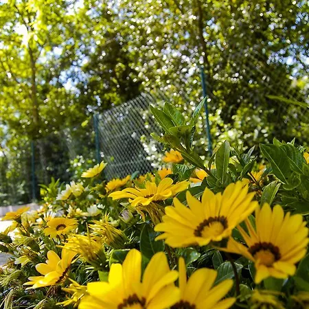 Apartament Casa Do Carvalho - Ponte de Lima